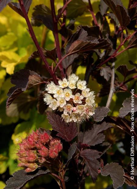 © Hortival Diffusion - Tous droits réservés