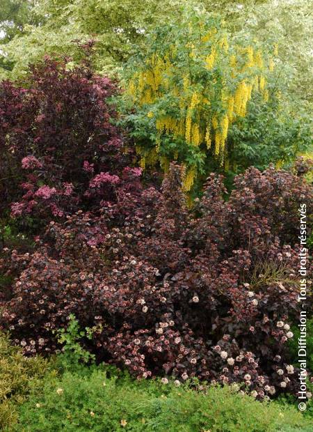 © Hortival Diffusion - Tous droits réservés