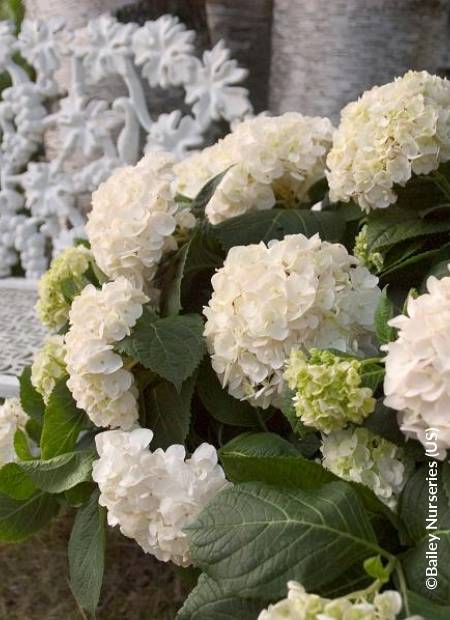HYDRANGEA macrophylla ENDLESS SUMMER (R) 'Blushing Bride' cov
