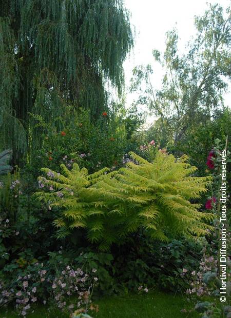 © Hortival Diffusion - Tous droits réservés