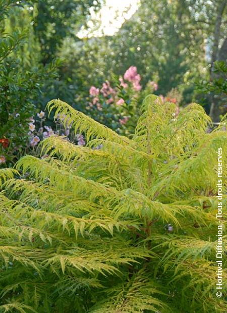 © Hortival Diffusion - Tous droits réservés