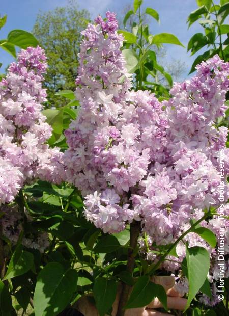 © Hortival Diffusion - Tous droits réservés