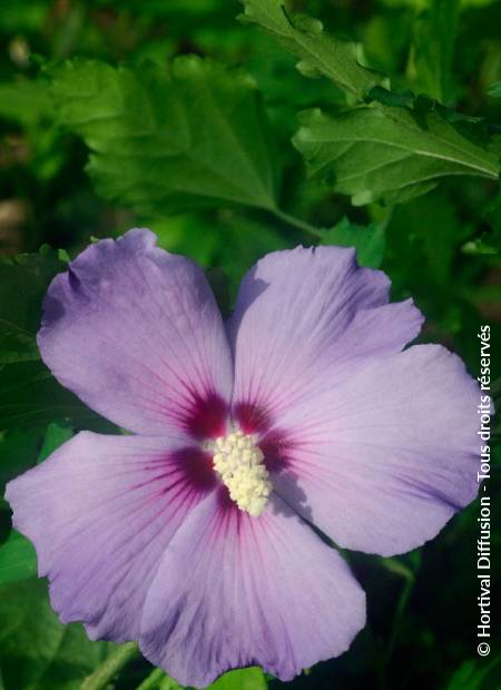 © Hortival Diffusion - Tous droits réservés