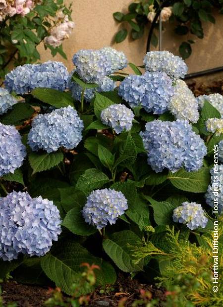 © Hortival Diffusion - Tous droits réservés