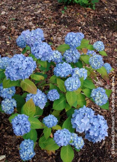 © Hortival Diffusion - Tous droits réservés