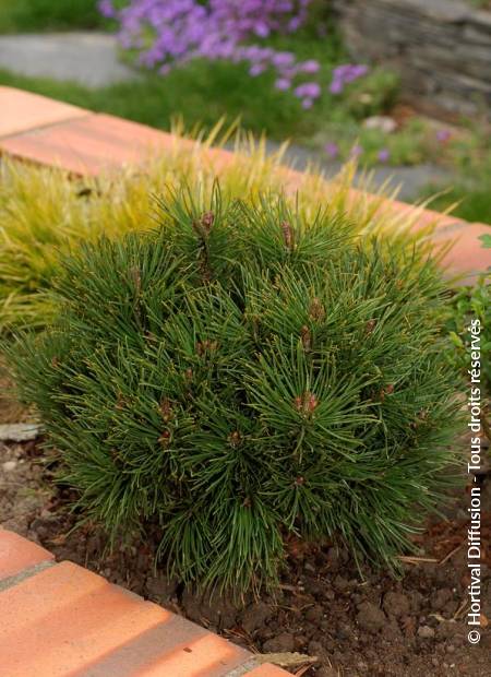 © Hortival Diffusion - Tous droits réservés