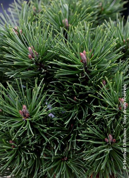 © Hortival Diffusion - Tous droits réservés