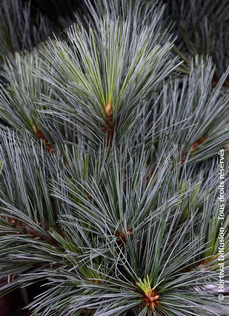 © Hortival Diffusion - Tous droits réservés