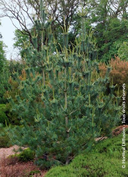 © Hortival Diffusion - Tous droits réservés