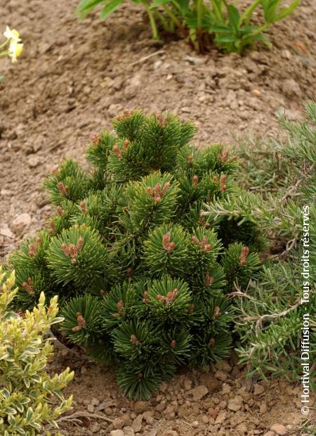 © Hortival Diffusion - Tous droits réservés