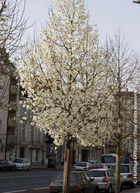 © Hortival Diffusion - Tous droits réservés