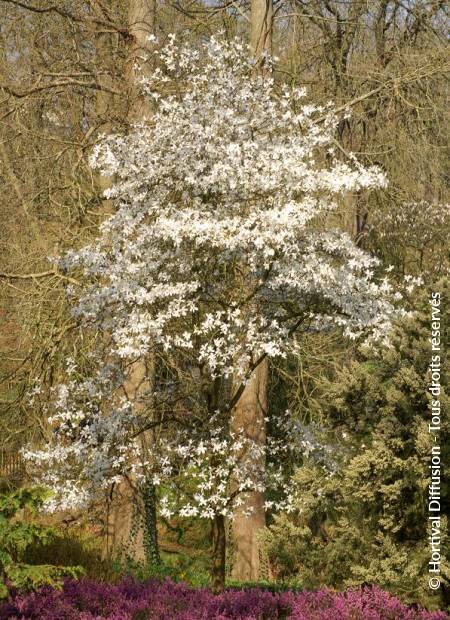 © Hortival Diffusion - Tous droits réservés