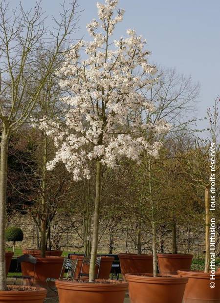 © Hortival Diffusion - Tous droits réservés