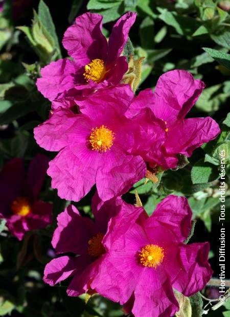 © Hortival Diffusion - Tous droits réservés