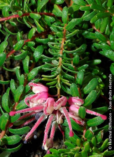 © Hortival Diffusion - Tous droits réservés