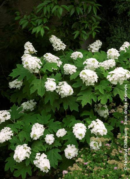 © Hortival Diffusion - Tous droits réservés