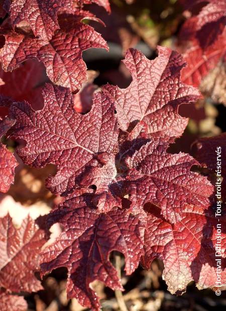 © Hortival Diffusion - Tous droits réservés