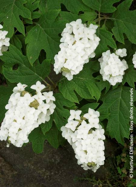 © Hortival Diffusion - Tous droits réservés