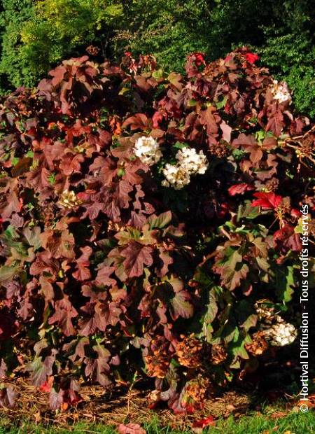 © Hortival Diffusion - Tous droits réservés