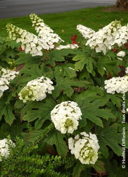 © Hortival Diffusion - Tous droits réservés