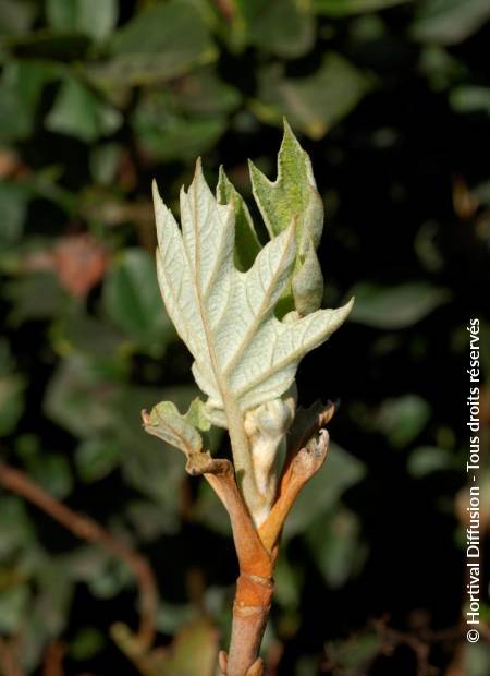 © Hortival Diffusion - Tous droits réservés