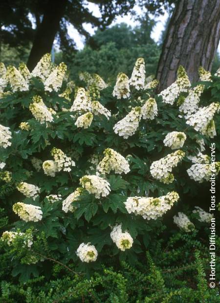 © Hortival Diffusion - Tous droits réservés