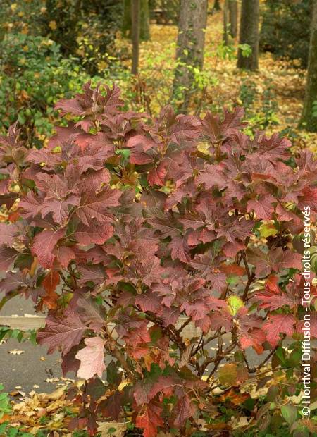 © Hortival Diffusion - Tous droits réservés