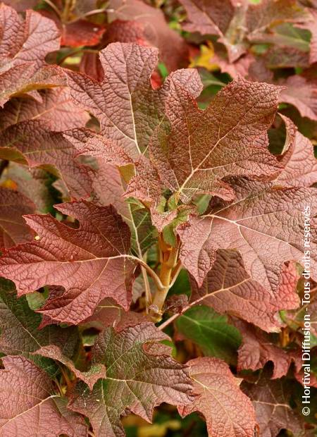 © Hortival Diffusion - Tous droits réservés