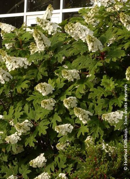 © Hortival Diffusion - Tous droits réservés