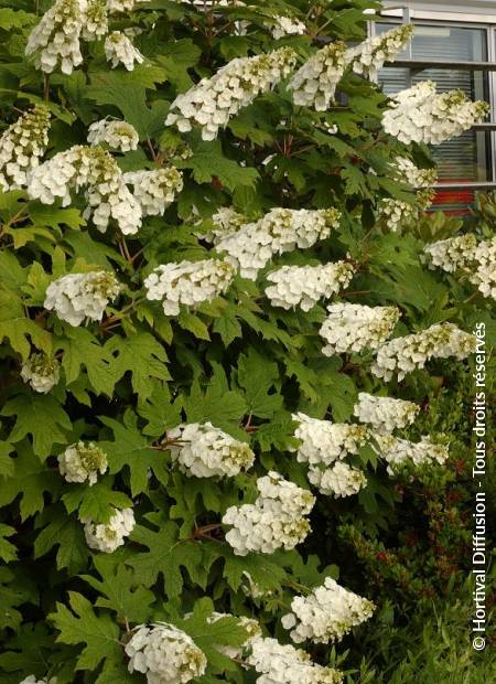 © Hortival Diffusion - Tous droits réservés