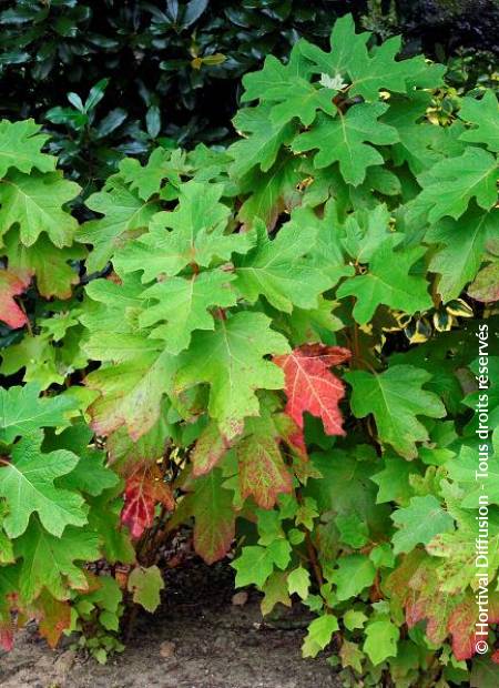 © Hortival Diffusion - Tous droits réservés