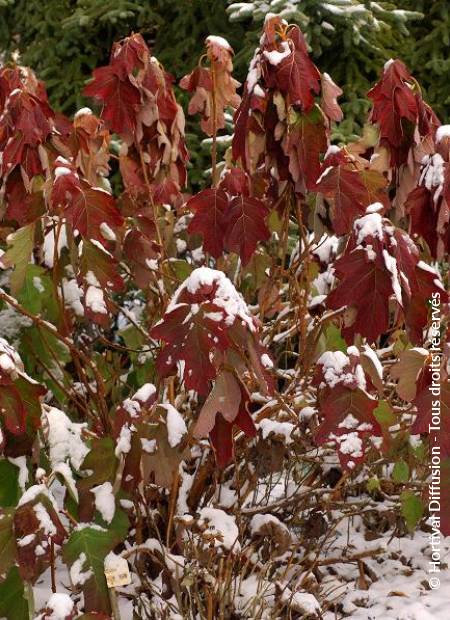 © Hortival Diffusion - Tous droits réservés