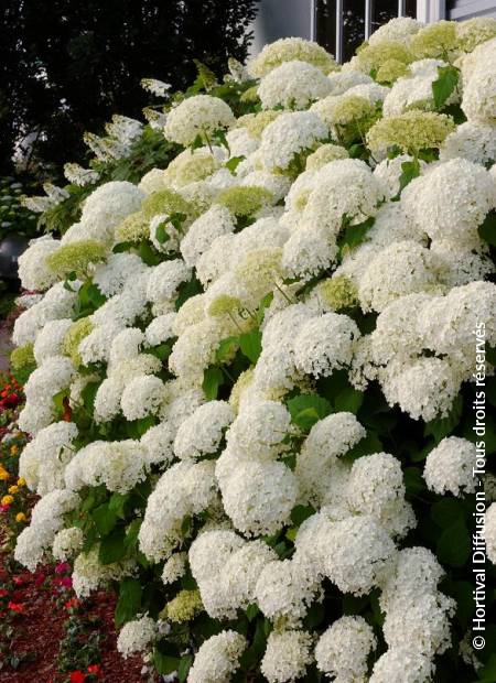 © Hortival Diffusion - Tous droits réservés