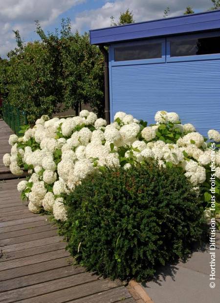 © Hortival Diffusion - Tous droits réservés