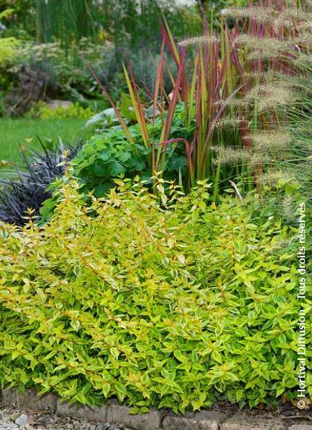 © Hortival Diffusion - Tous droits réservés