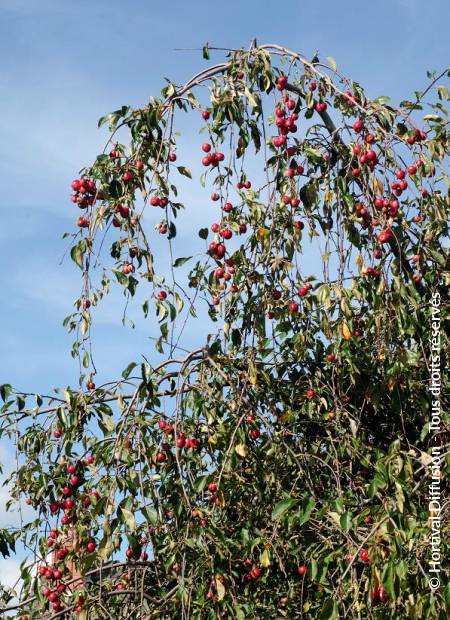 © Hortival Diffusion - Tous droits réservés