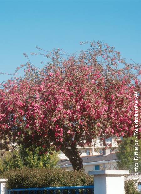 © Hortival Diffusion - Tous droits réservés