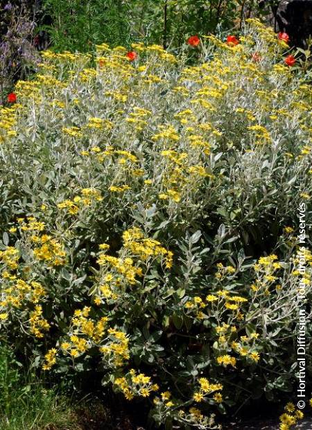 © Hortival Diffusion - Tous droits réservés