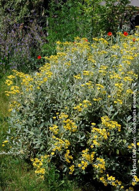 © Hortival Diffusion - Tous droits réservés