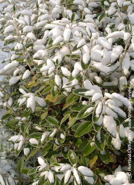 © Hortival Diffusion - Tous droits réservés