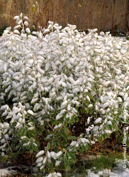 © Hortival Diffusion - Tous droits réservés