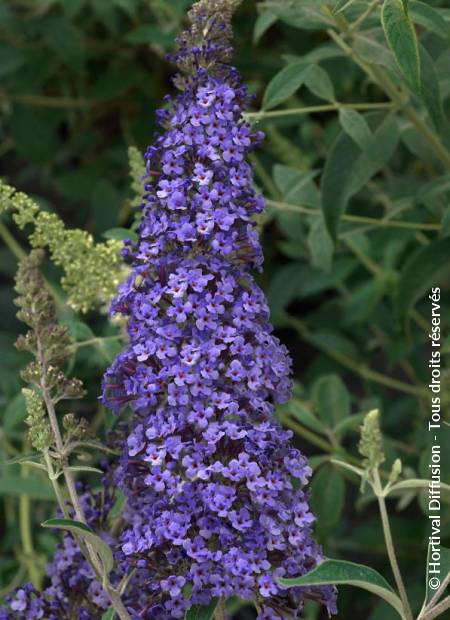 © Hortival Diffusion - Tous droits réservés