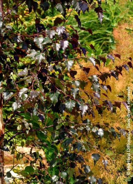 © Hortival Diffusion - Tous droits réservés