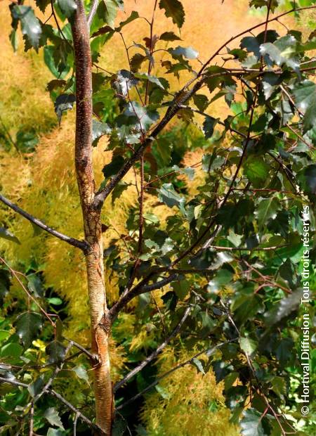 © Hortival Diffusion - Tous droits réservés