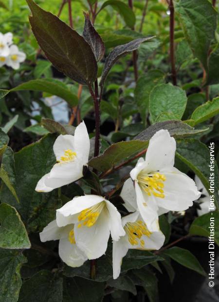 © Hortival Diffusion - Tous droits réservés