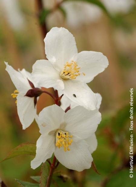 © Hortival Diffusion - Tous droits réservés