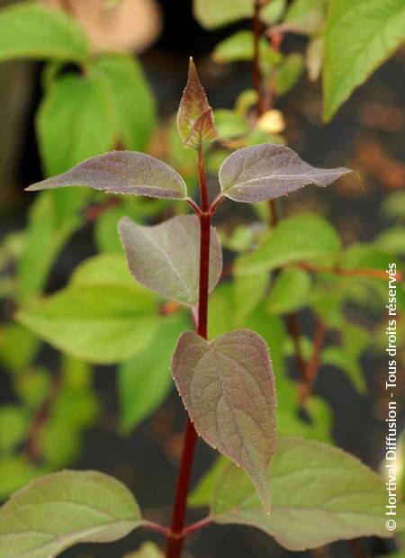 © Hortival Diffusion - Tous droits réservés