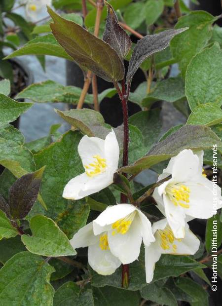 © Hortival Diffusion - Tous droits réservés