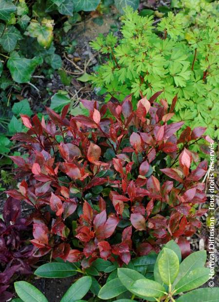 © Hortival Diffusion - Tous droits réservés