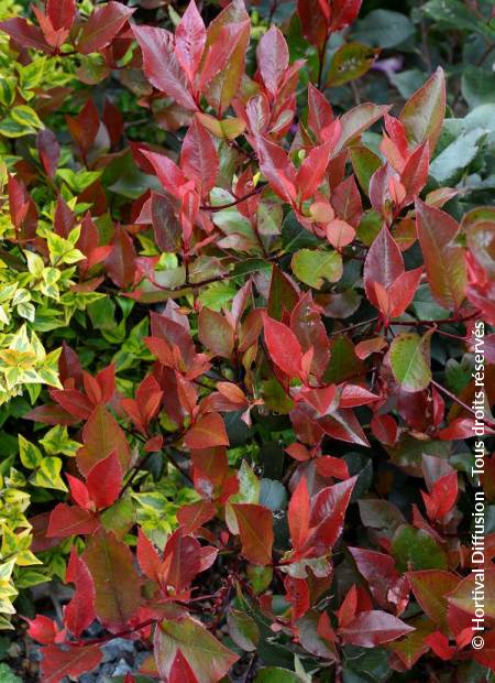 © Hortival Diffusion - Tous droits réservés